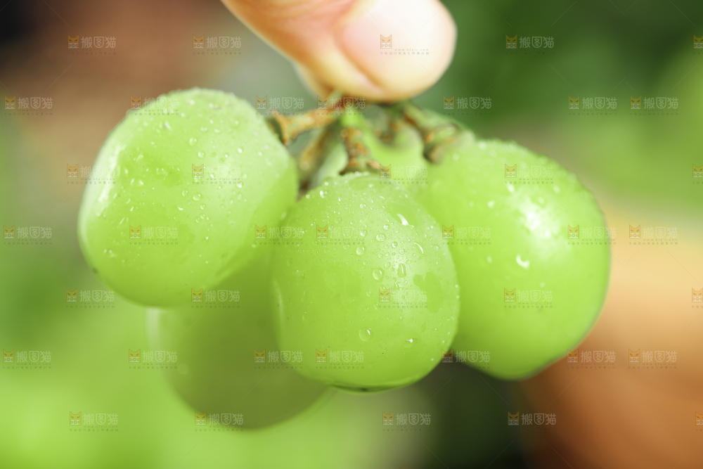 手里拿着无籽青提