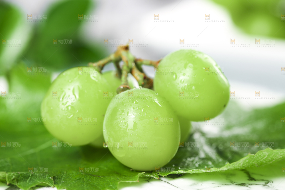 叶子上放着无籽青提