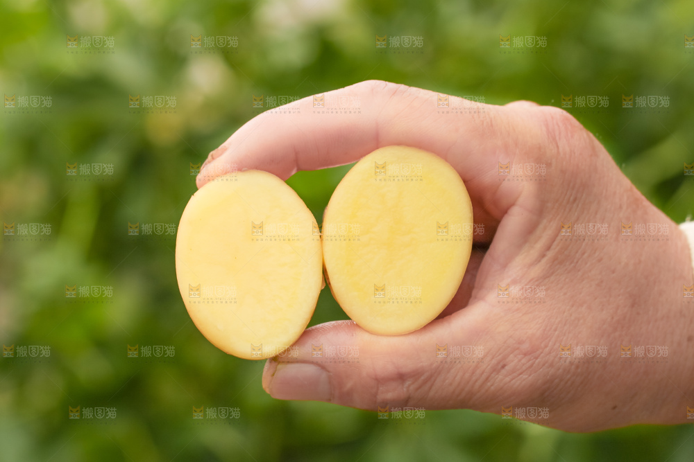 手里拿着云南小土豆