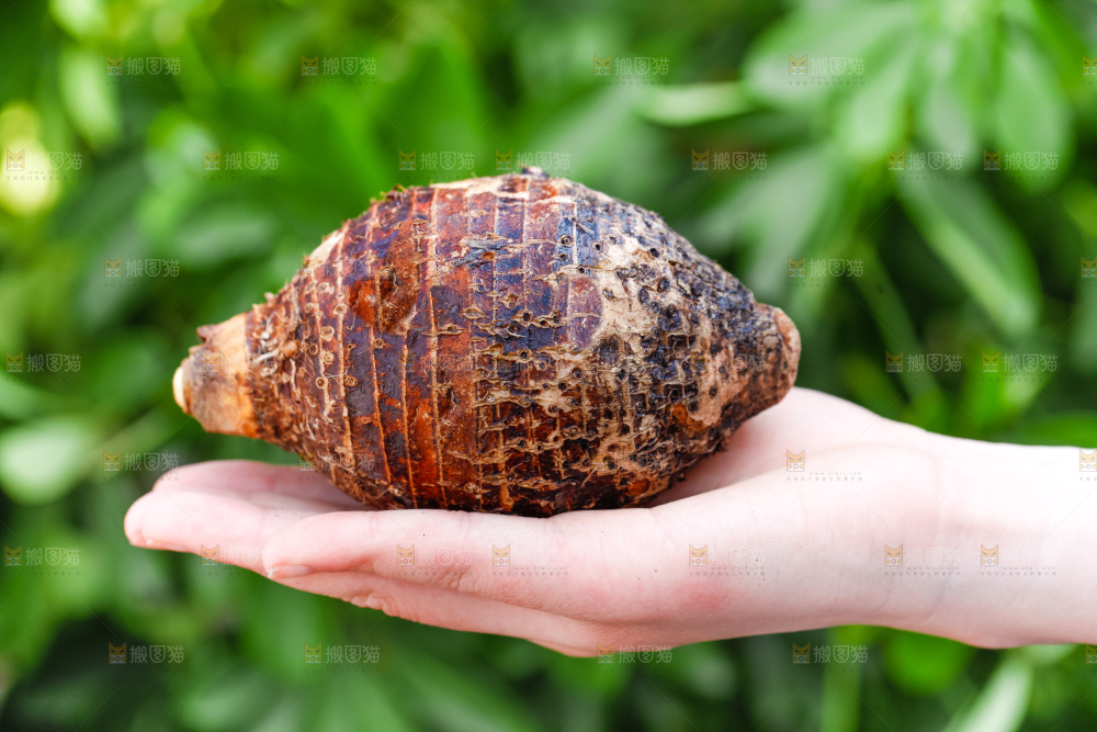 手里拿着紫藤芋头