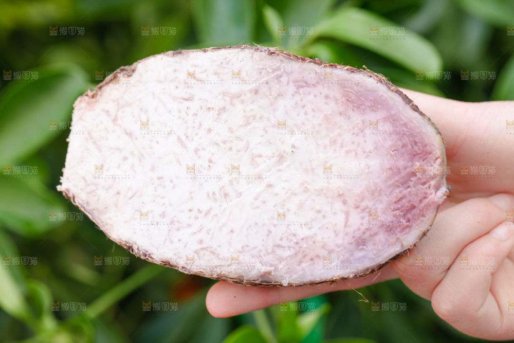 手里拿着紫藤芋头
