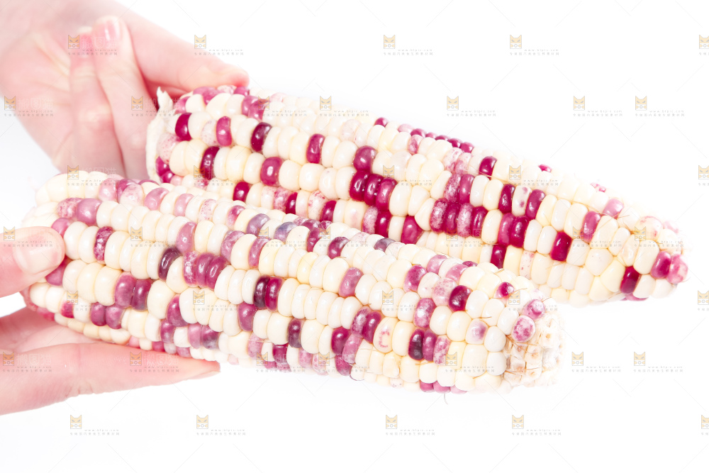 手里拿着剥皮的花玉米