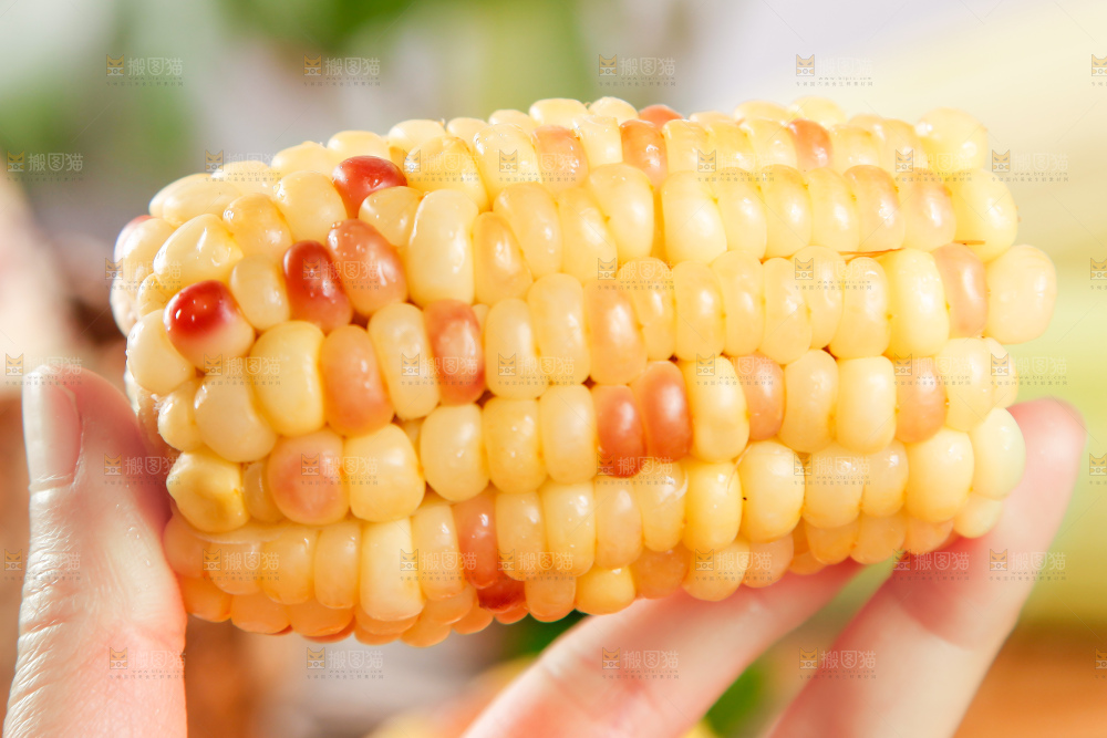花糯玉米熟