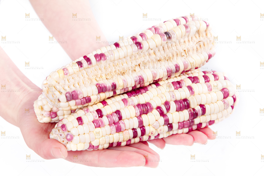 手里拿着剥皮的花玉米