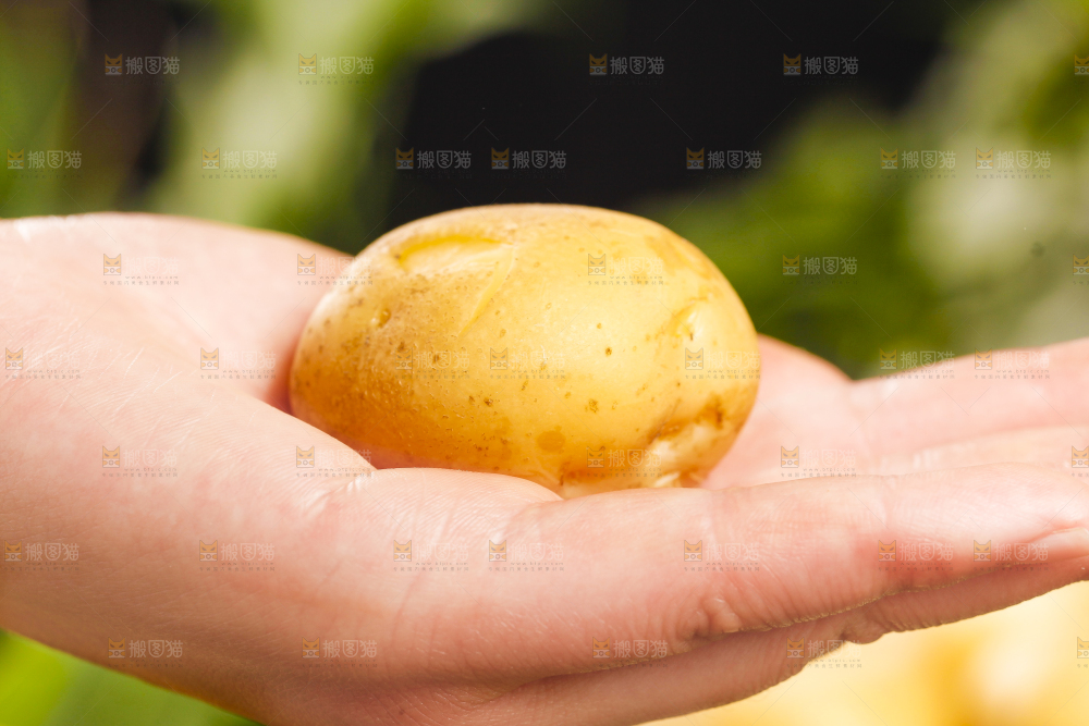 手里拿着小土豆