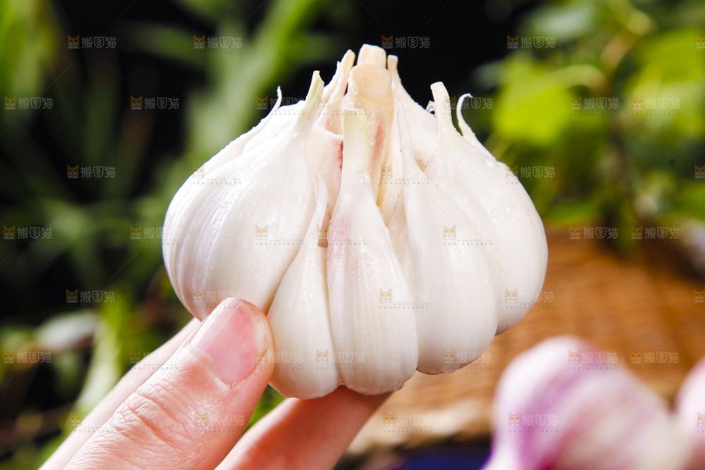 手里拿着紫皮蒜
