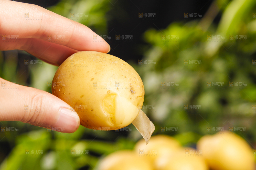 手里拿着云南小土豆