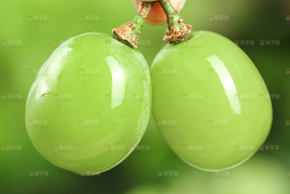 手里拿着无籽青提