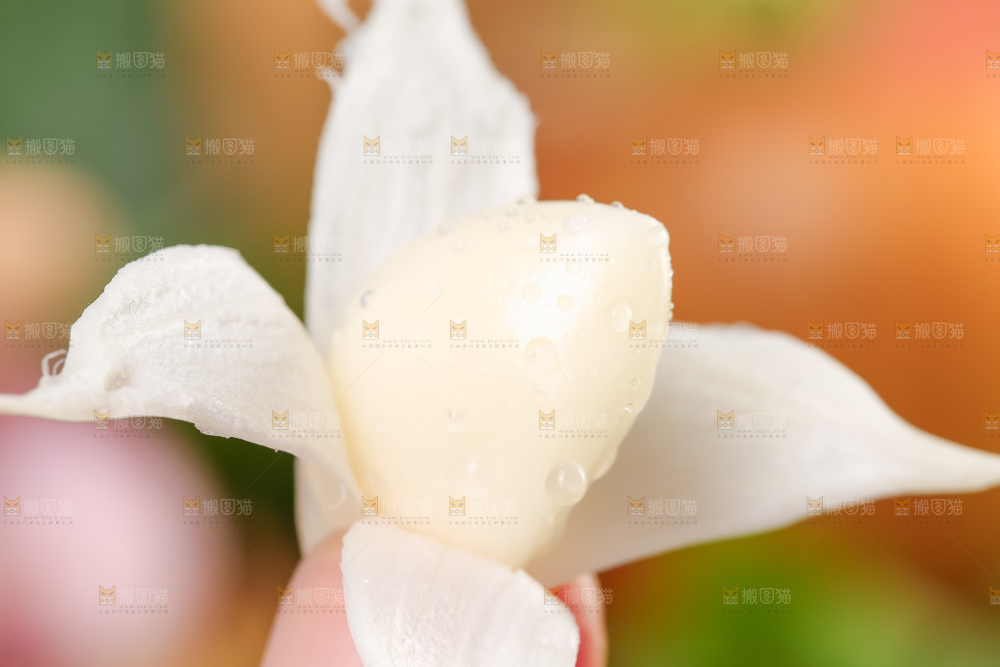 木垫上放着云南紫皮大蒜