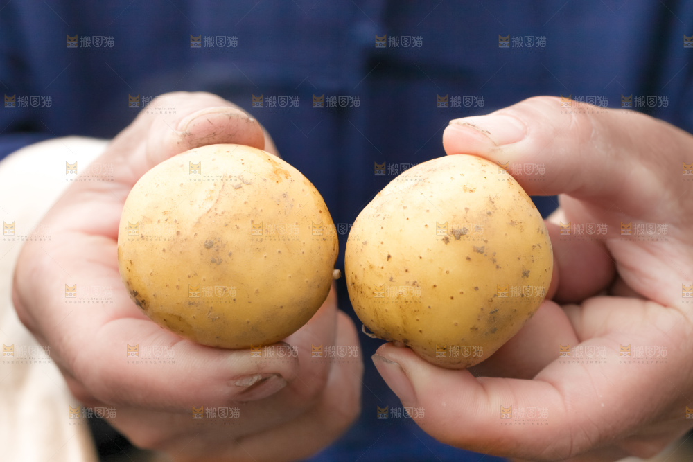 手里拿着云南小土豆