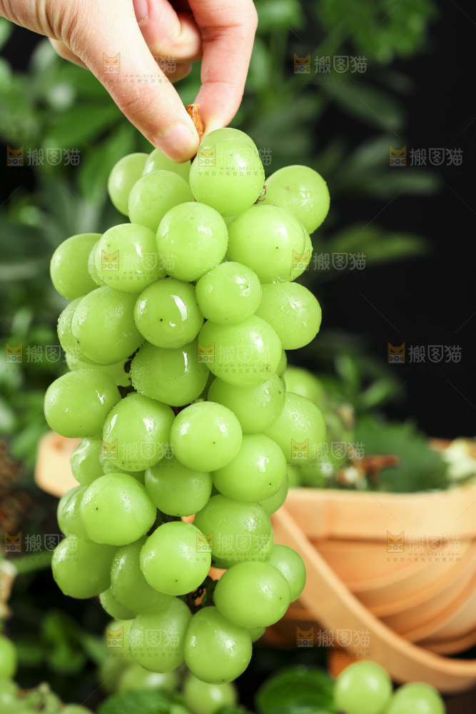手里拿着无籽青提