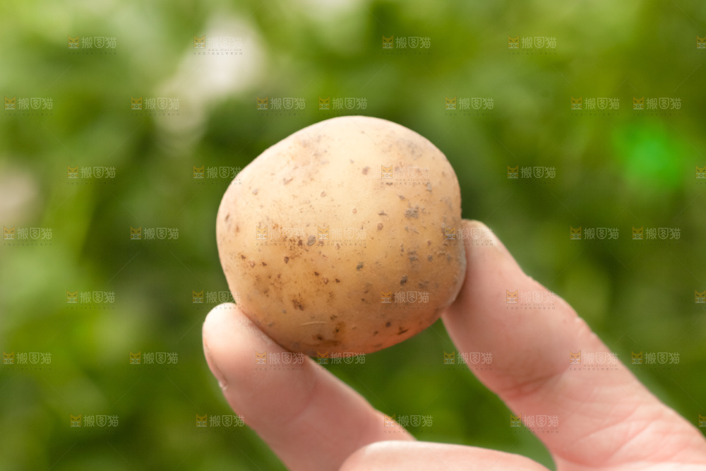 手里拿着云南小土豆