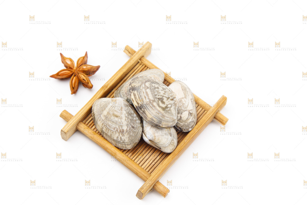 浅底上的花蛤