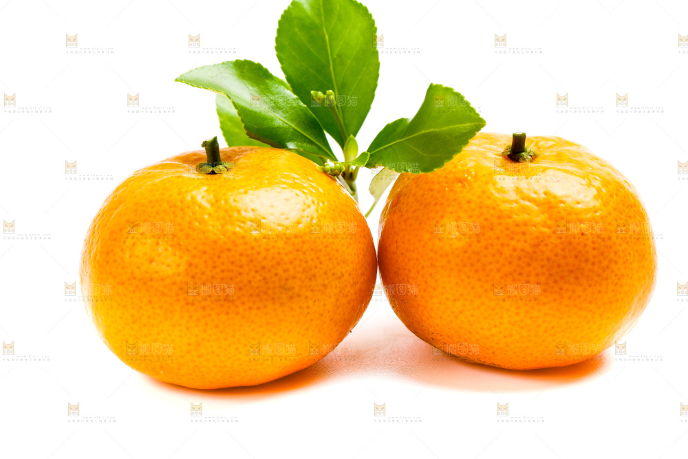 新鲜橘子放在白底上