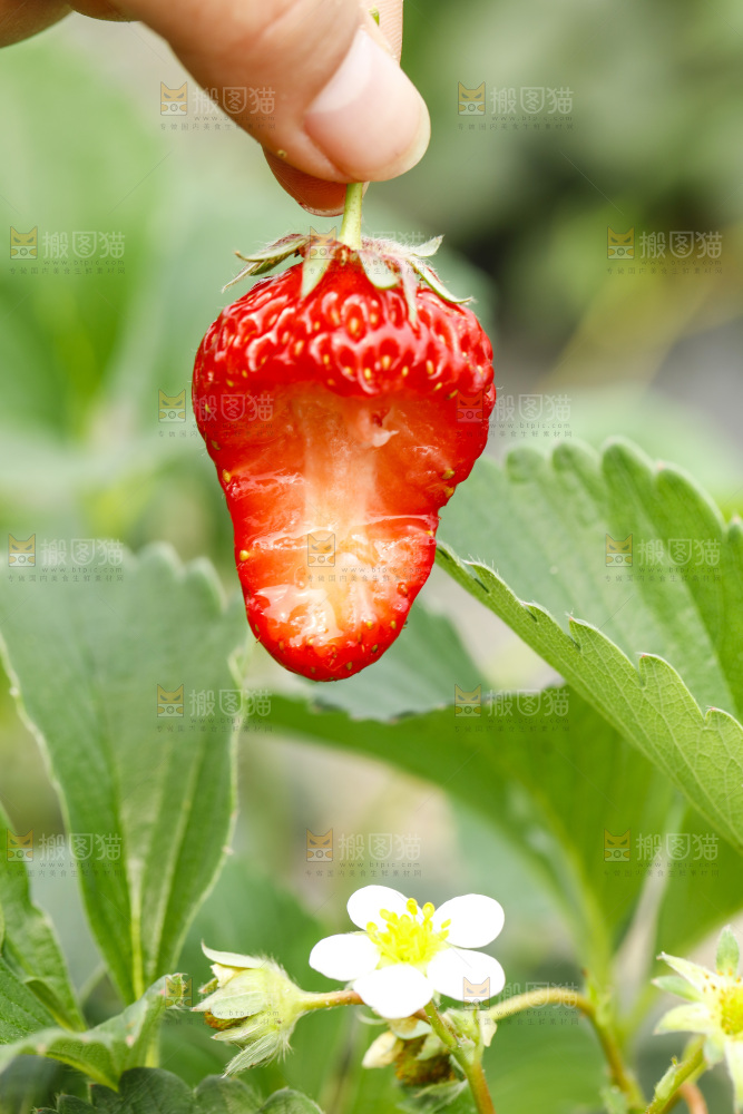 手拿草莓