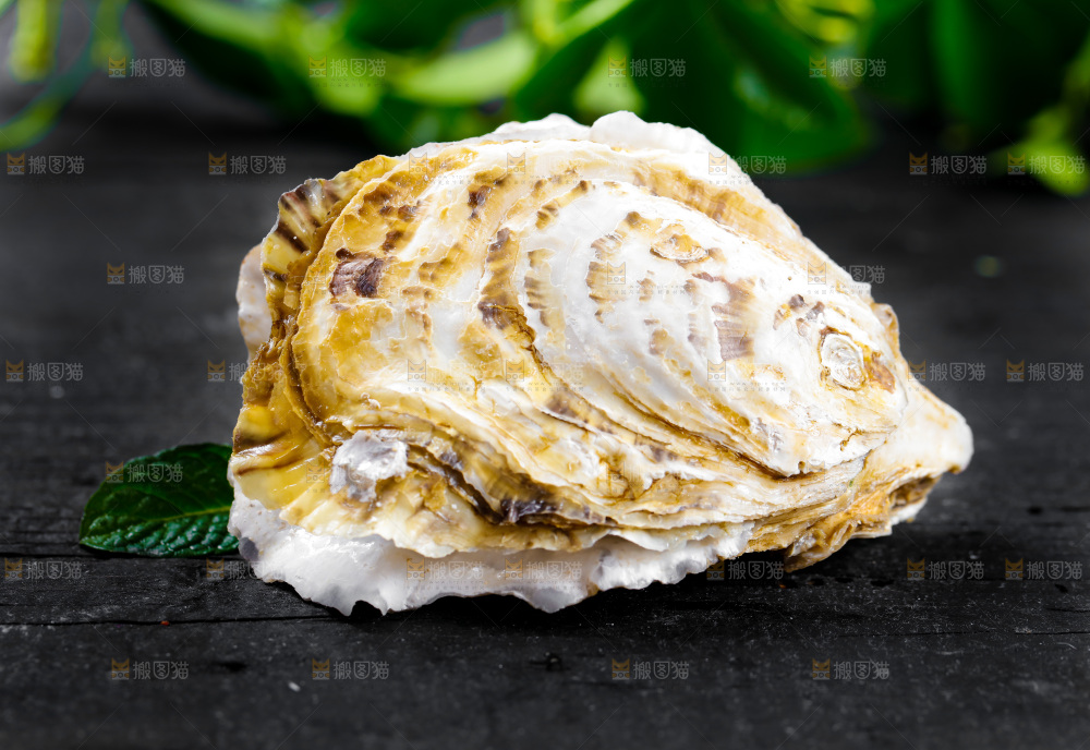 黑底上放着海蛎子