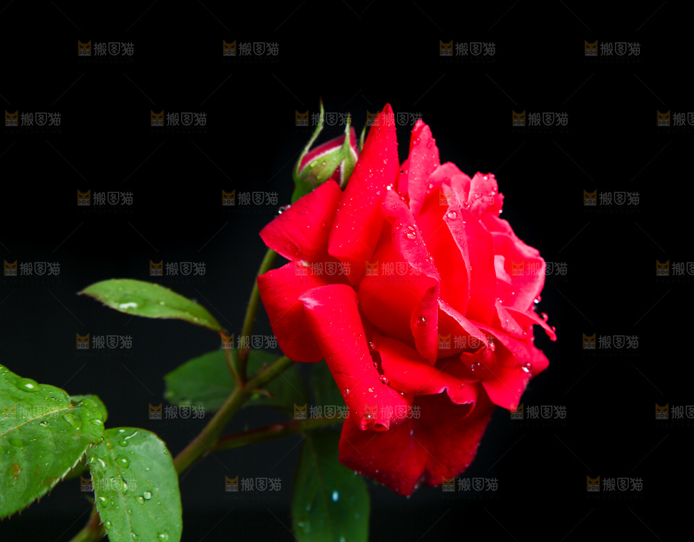 黑底上的玫瑰花