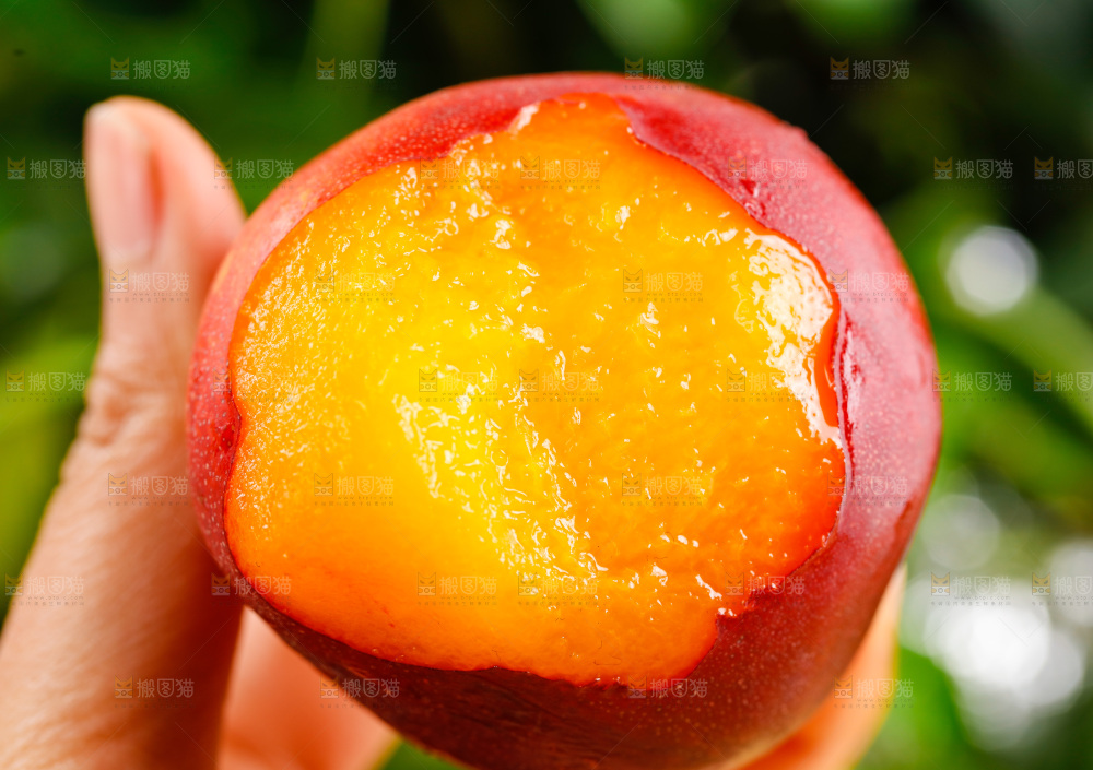 手拿黄心油桃
