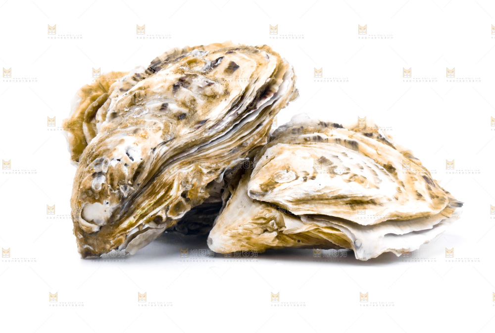 浅底上的海蛎子