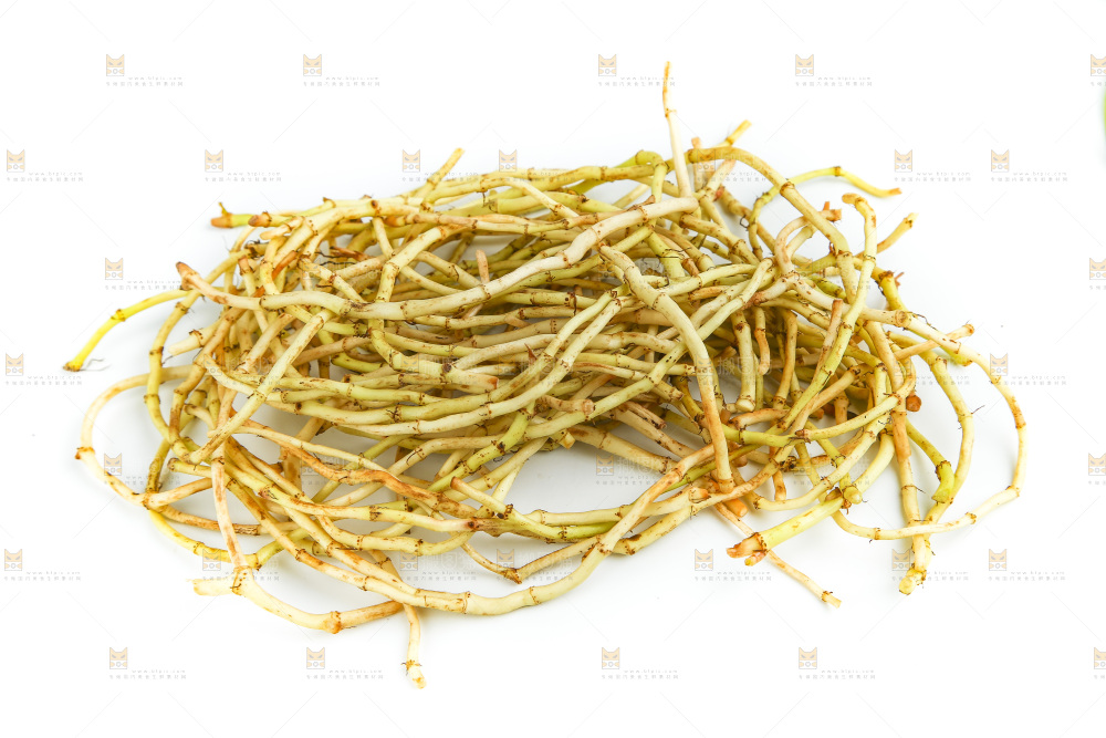 白底上的折耳根