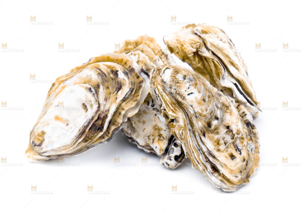浅底上的海蛎子