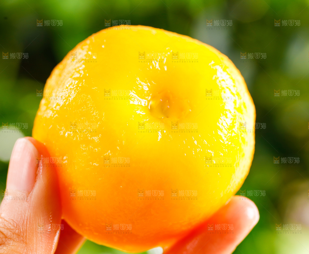 手拿黄心油桃