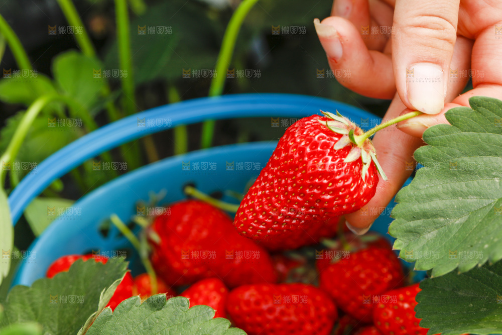 手拿新鲜草莓