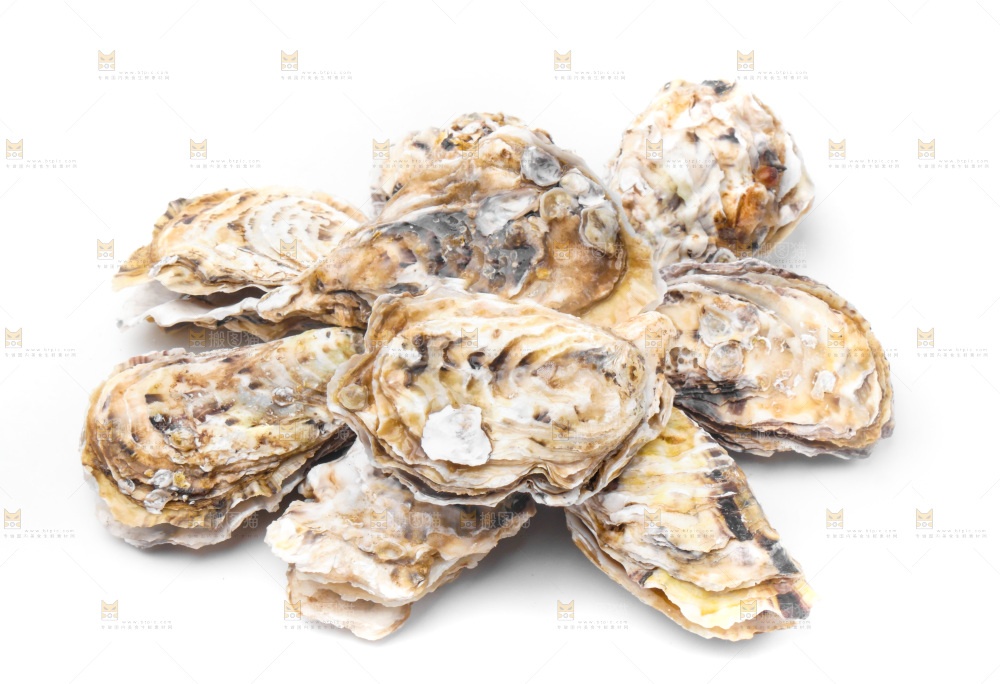 乳山生蚝放在白底上