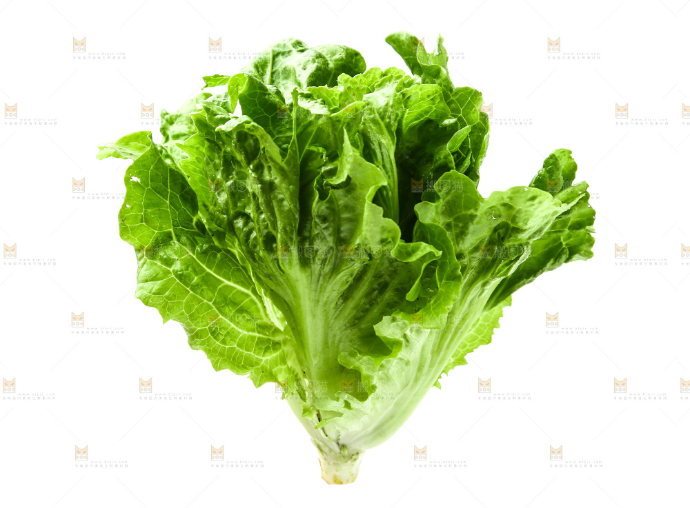 白底上的生菜