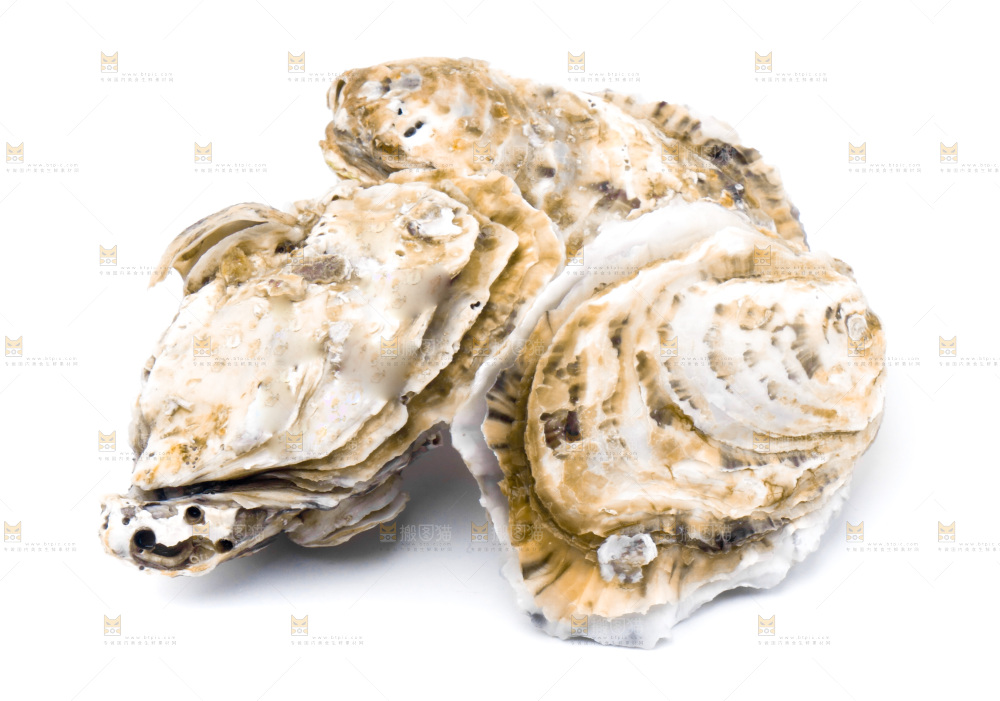浅底上的海蛎子