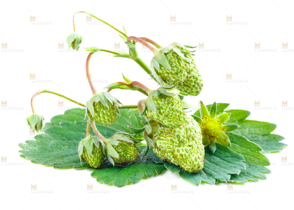 白底上的新鲜草莓