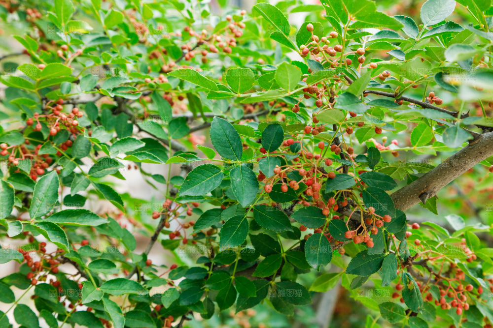 树枝上结的花椒