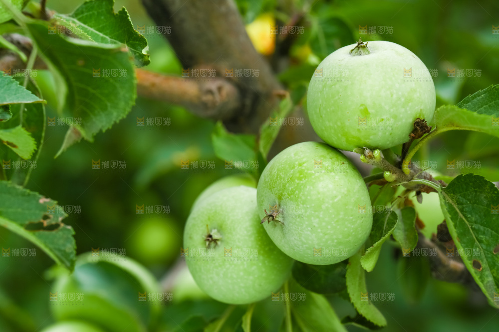 树枝上结的苹果