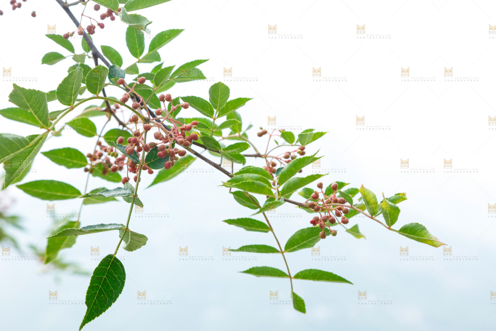 树枝上结的花椒