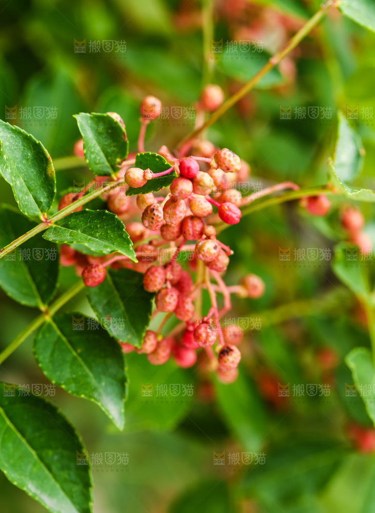 树枝上的花椒
