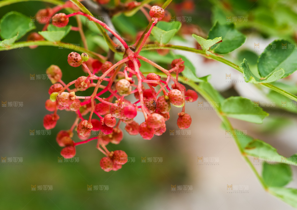 树枝上的红花椒