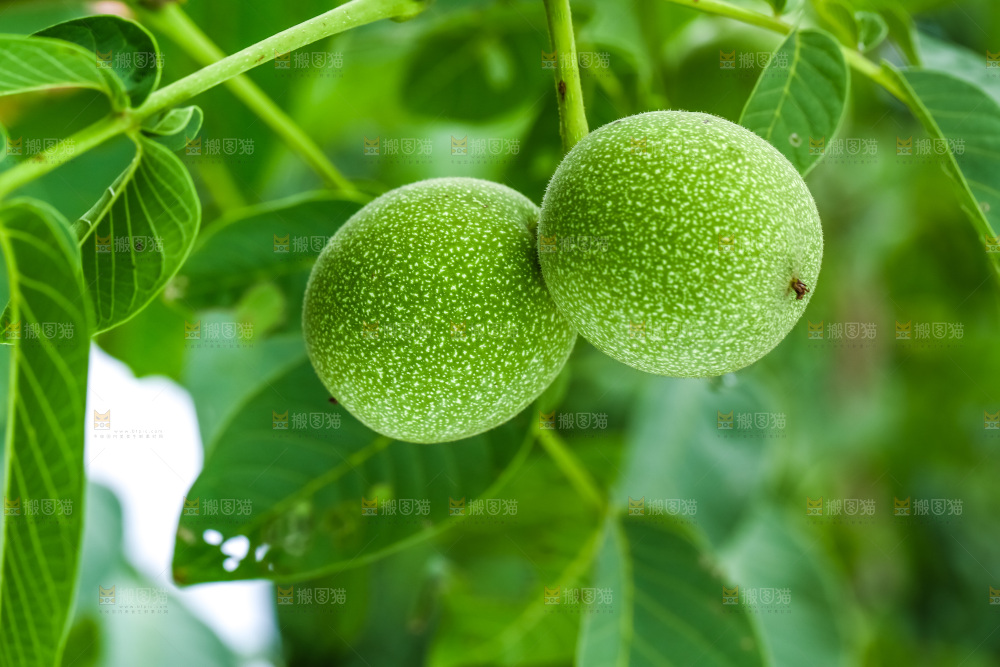 树枝上结的核桃