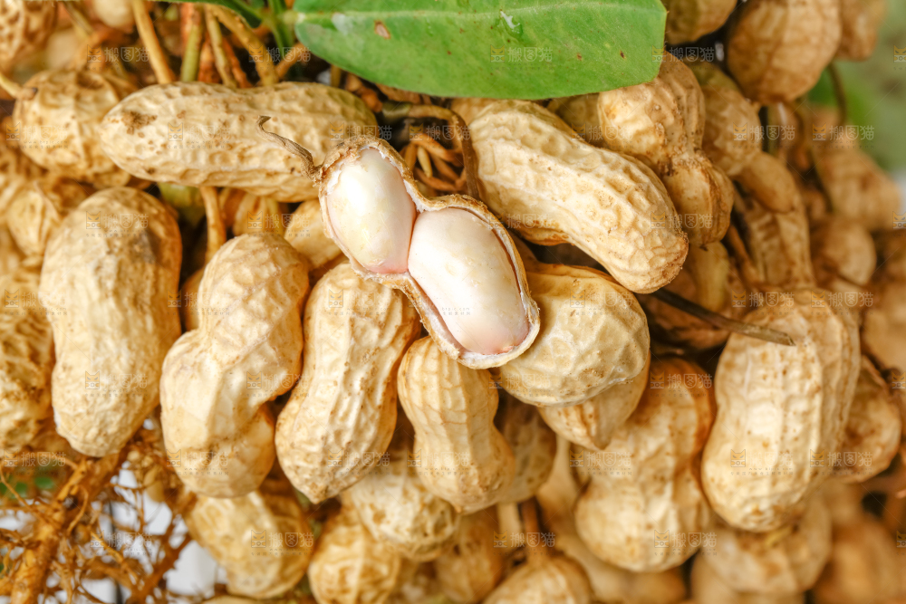 白底上放着一堆湿花生