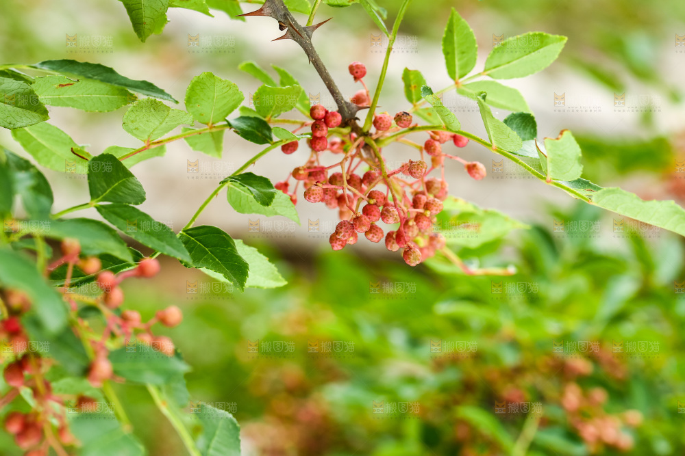 树枝上结的红花椒
