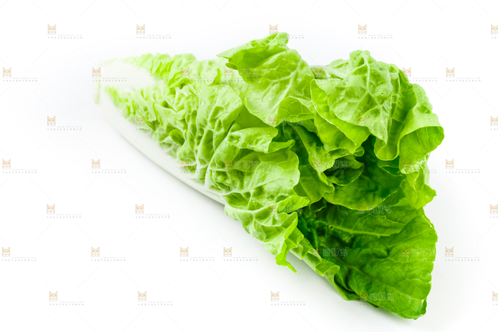白底上的毛白菜