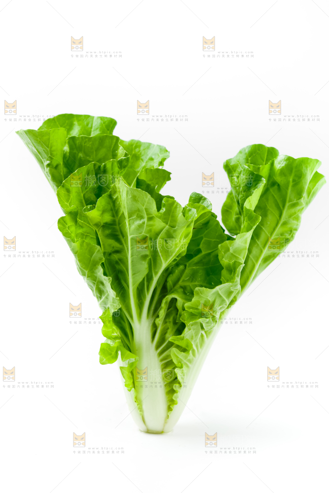白底上的小白菜