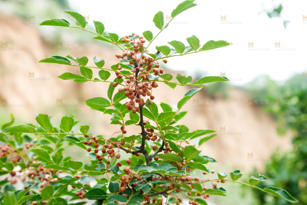 树枝上结的花椒