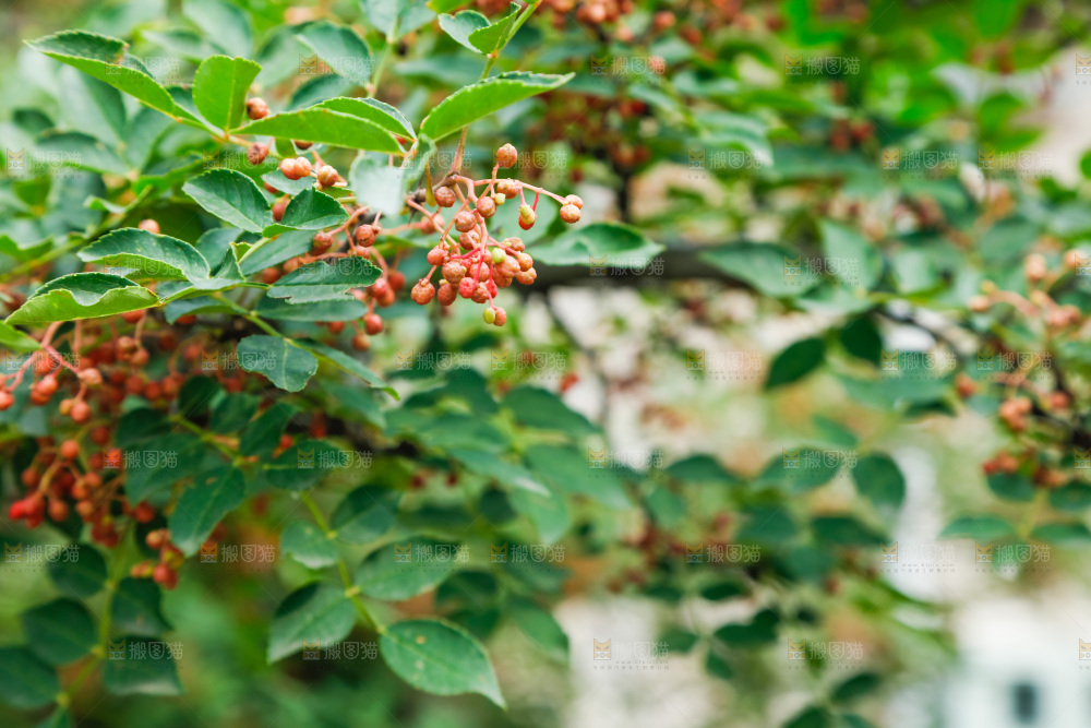 树枝上结的花椒