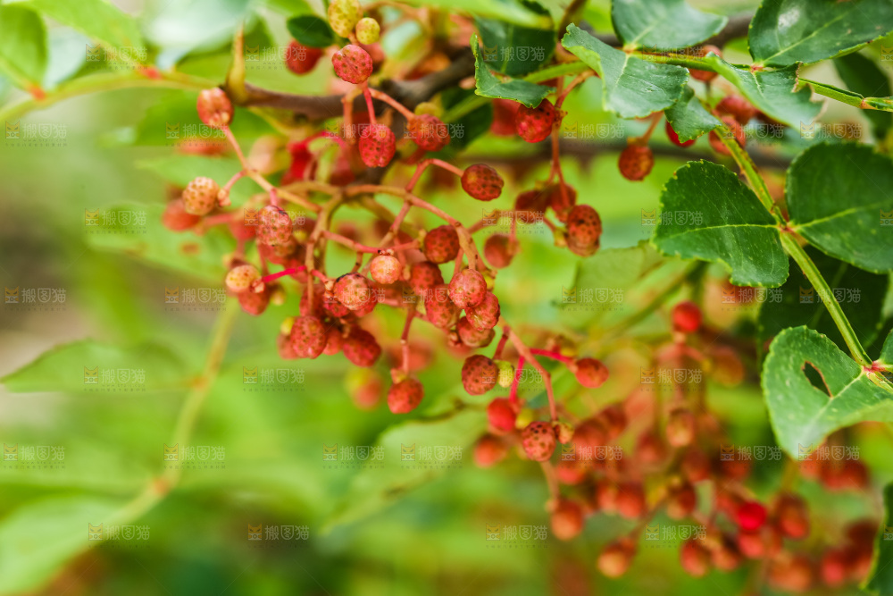 树枝上的花椒