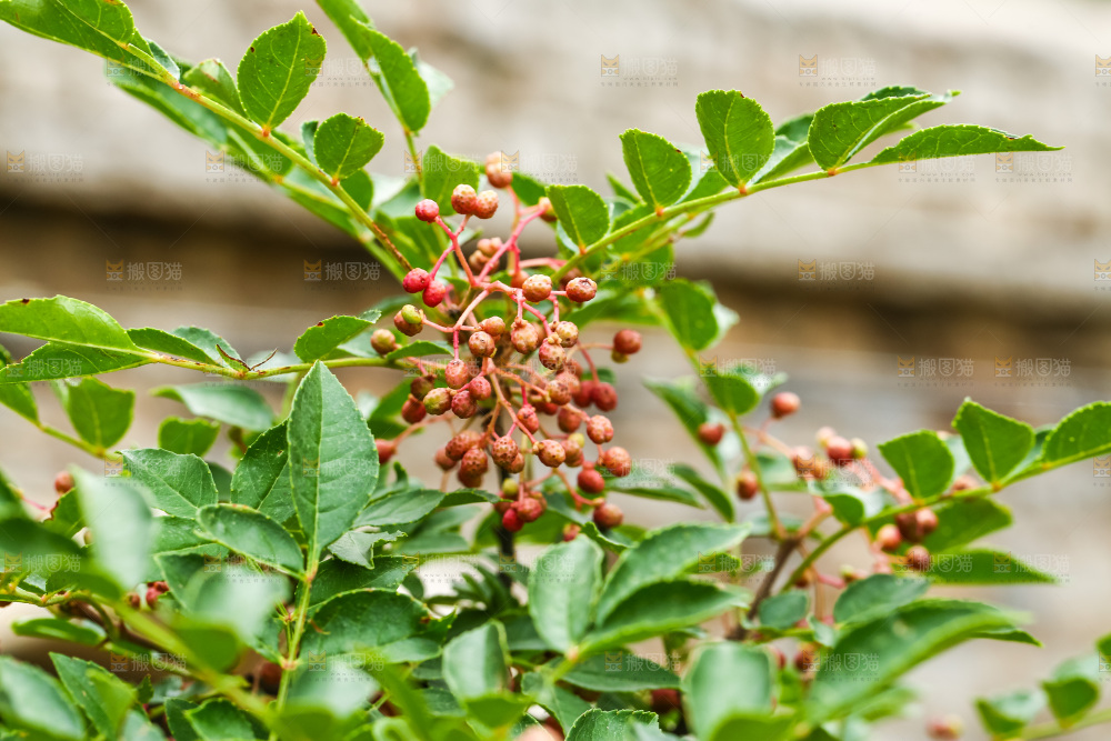 树枝上结的红花椒