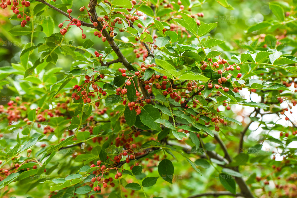 树枝上结的红花椒