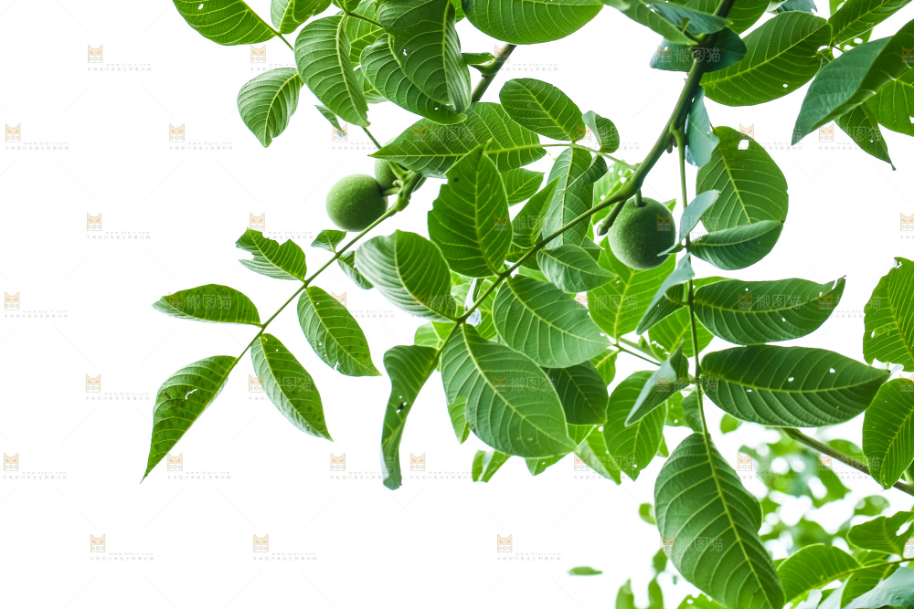 树枝上结的核桃