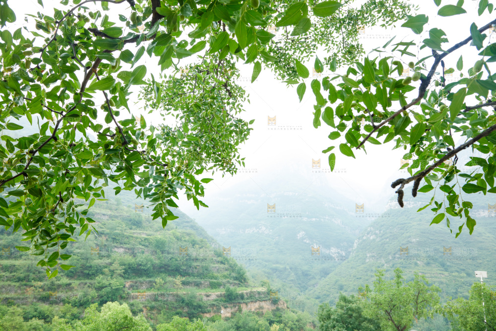 树枝上结的枣子