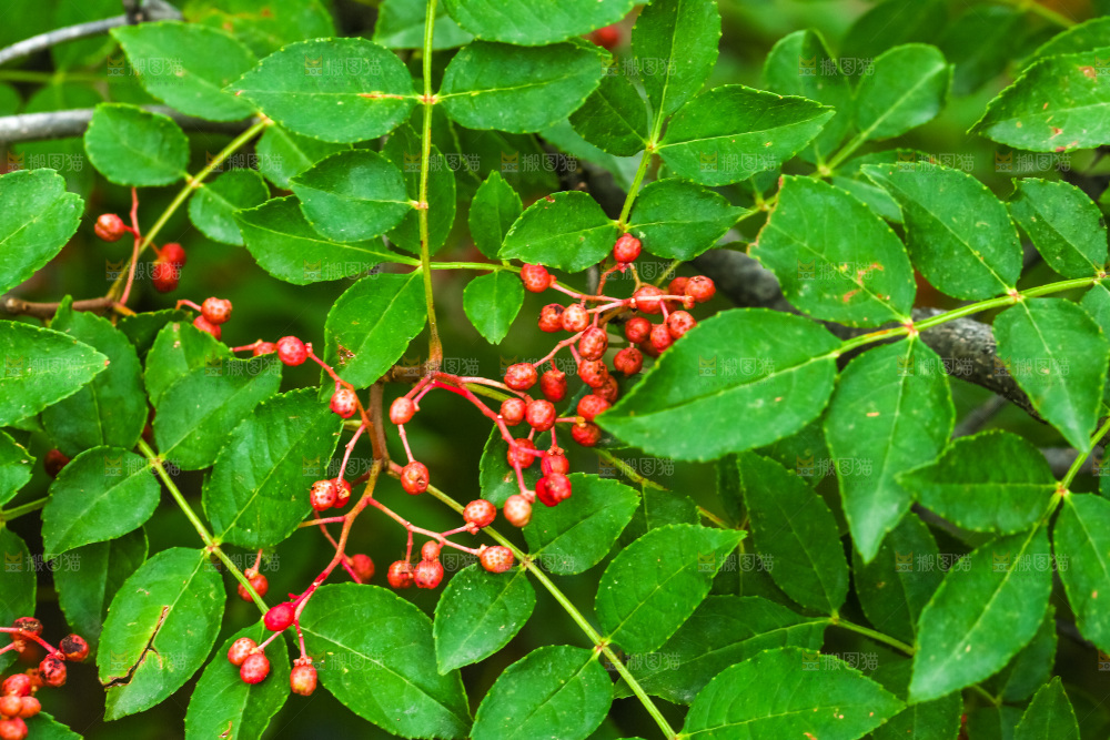 树枝上结的红花椒