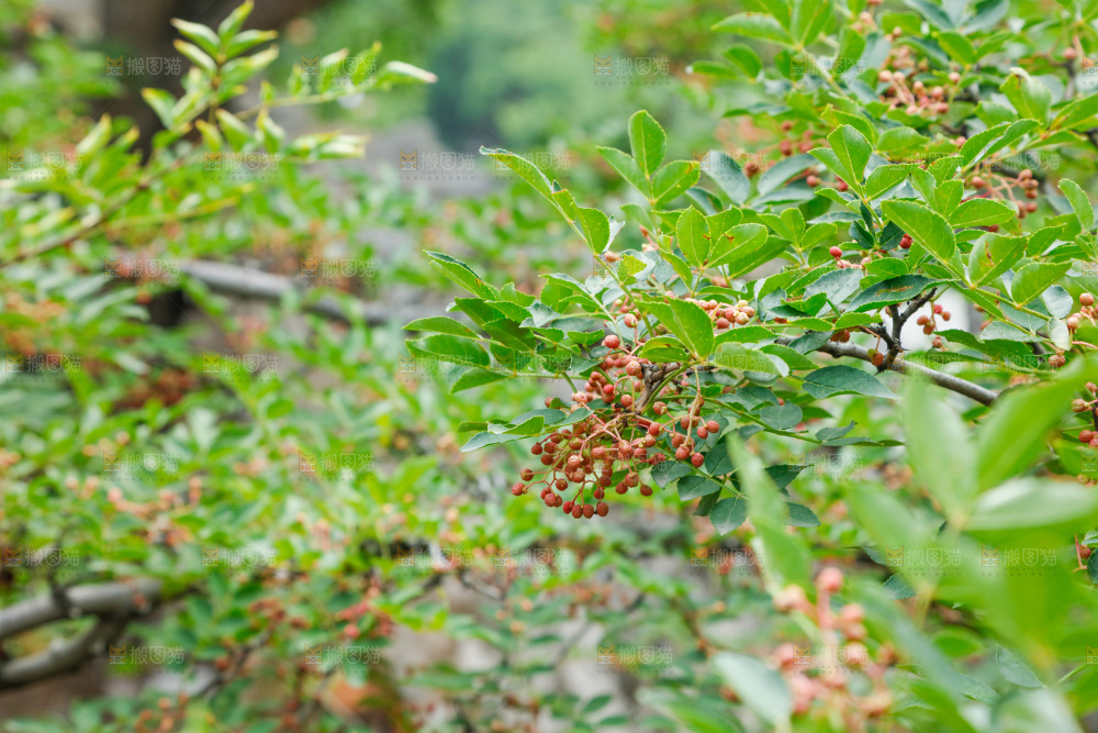 树枝上结的花椒